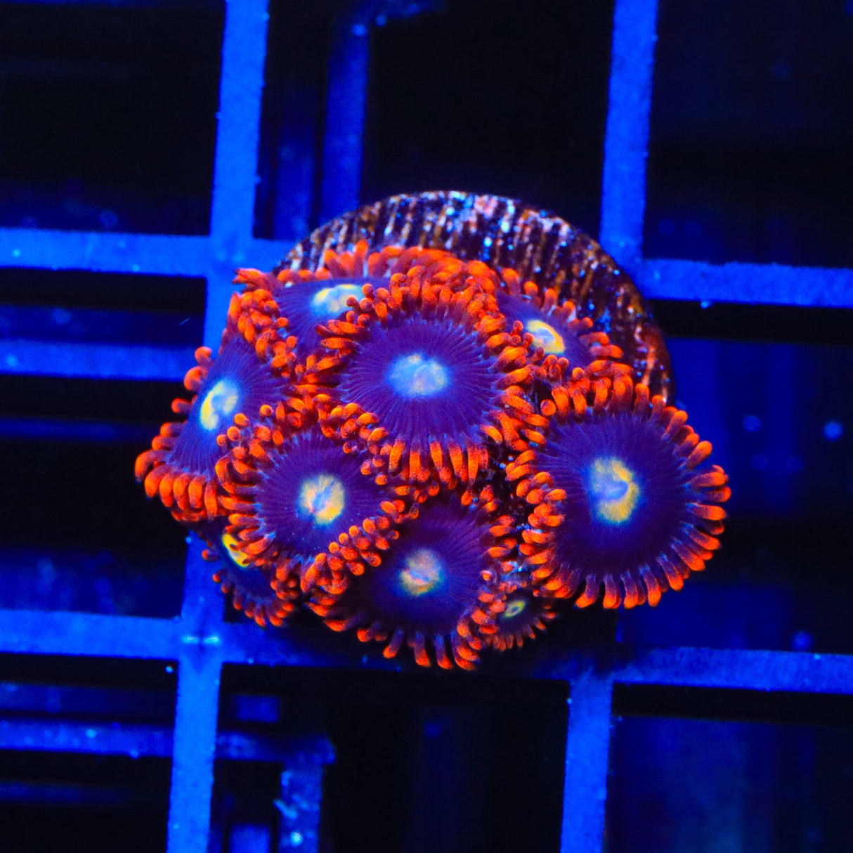 Time Warp Zoanthids Coral