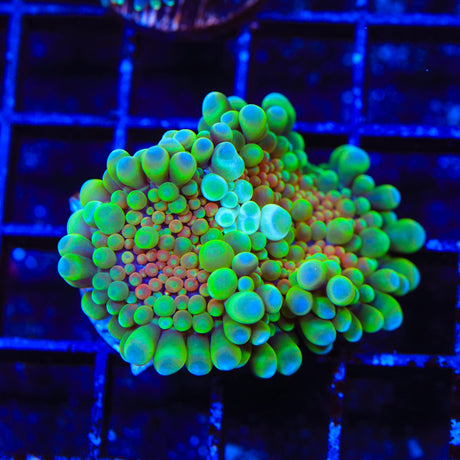 Ultra Yuma Coral