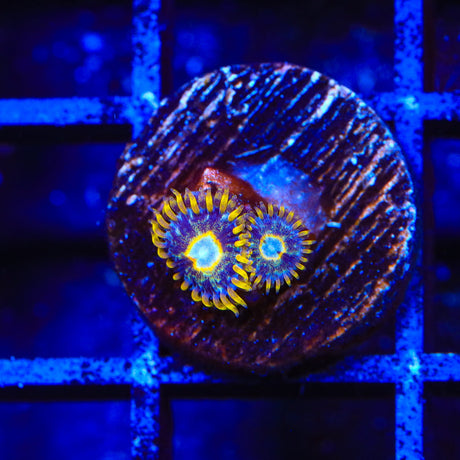 Murder Hornet Zoanthids Coral