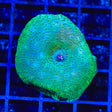 Green Mushroom Coral