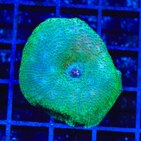 Green Mushroom Coral