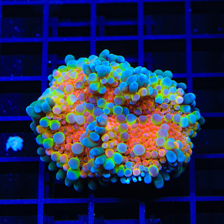 Bubba Blaster Yuma Coral