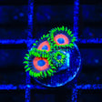 Whammin Watermelon Zoanthids Coral