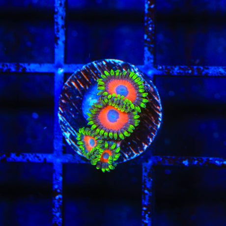 Whammin Watermelon Zoanthids Coral