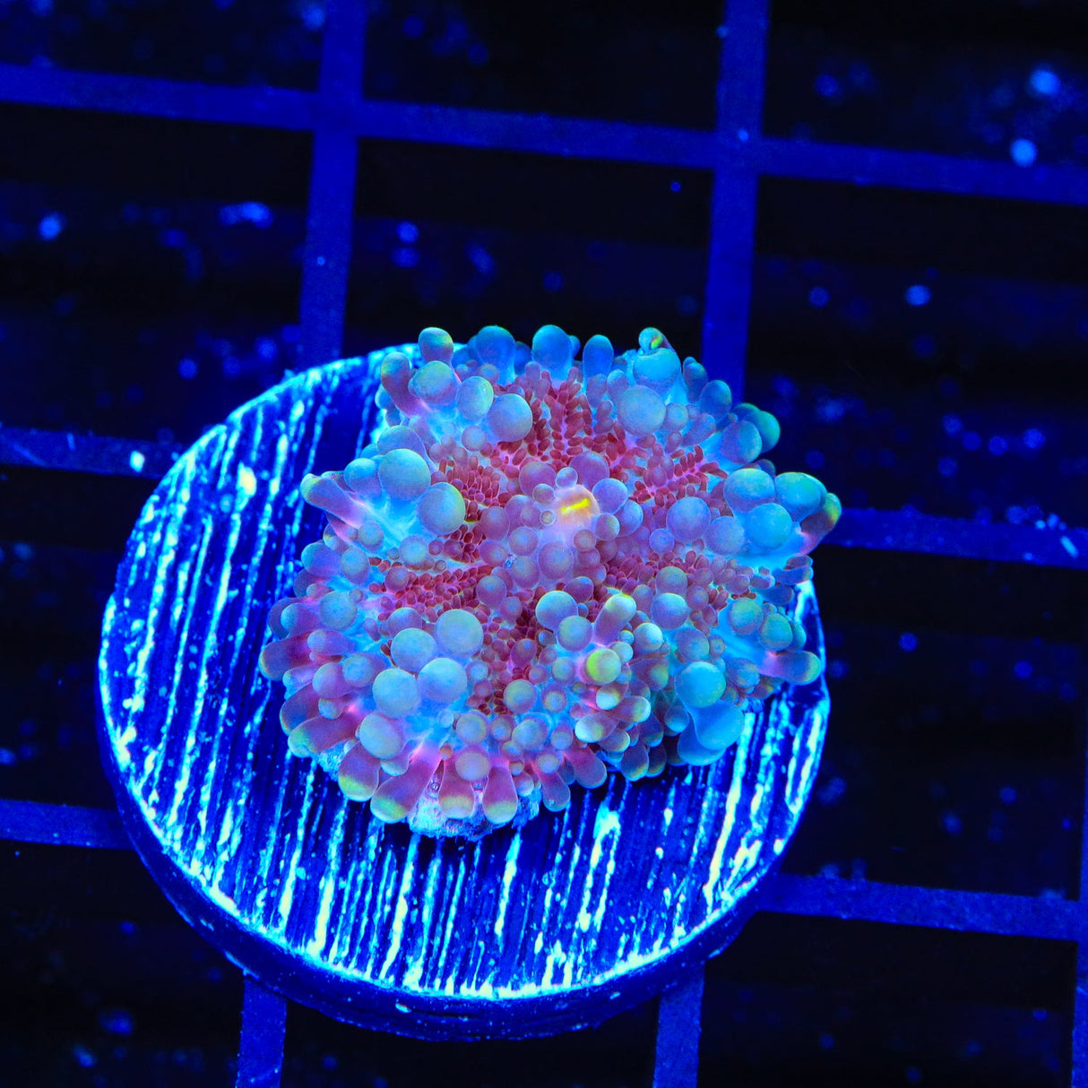 Rainbow Ricordea Coral