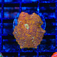 TSA Crossfire Mushroom Coral