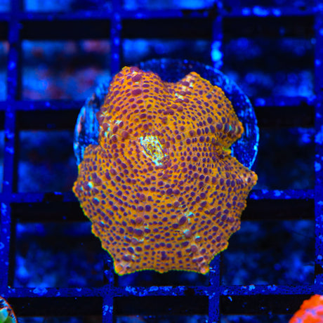 TSA Crossfire Mushroom Coral