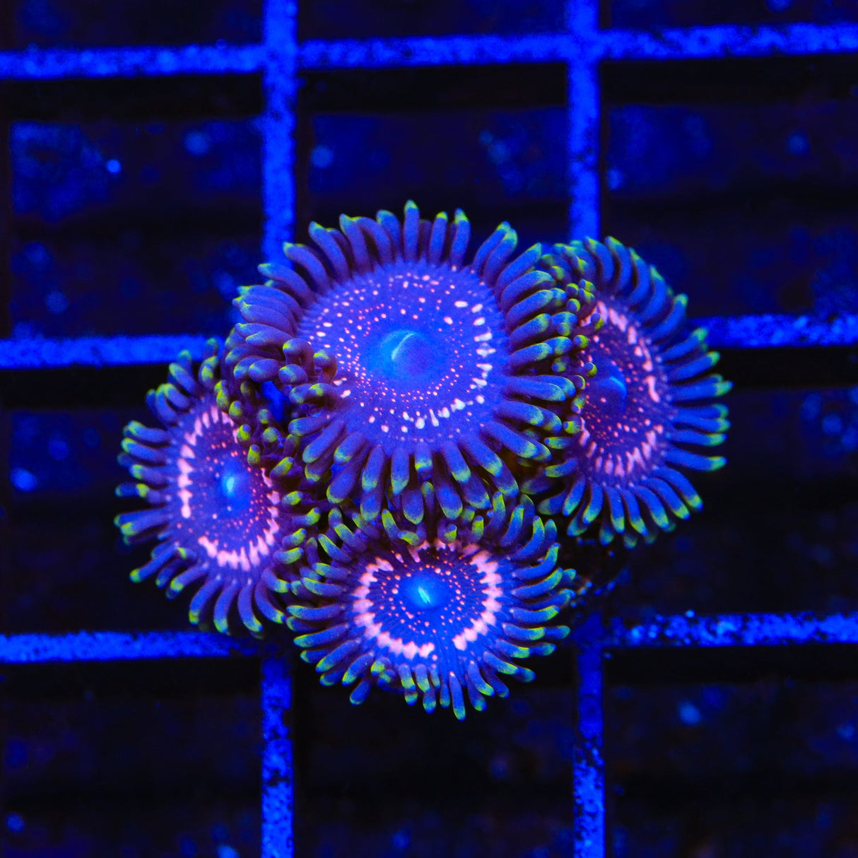 WWC Taser Zoanthids Coral