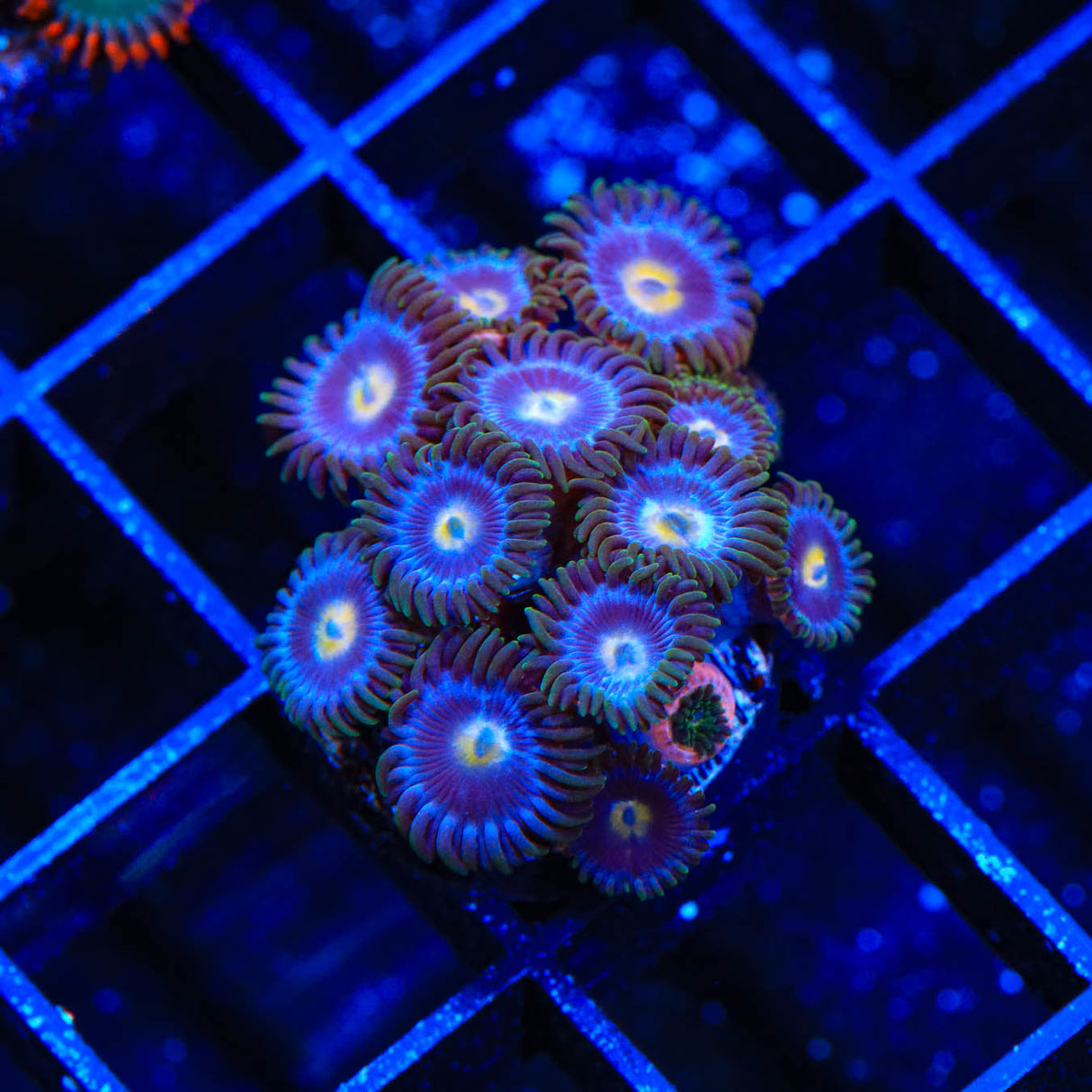 TSA Blueberry Zoanthids Coral - Top Shelf Aquatics