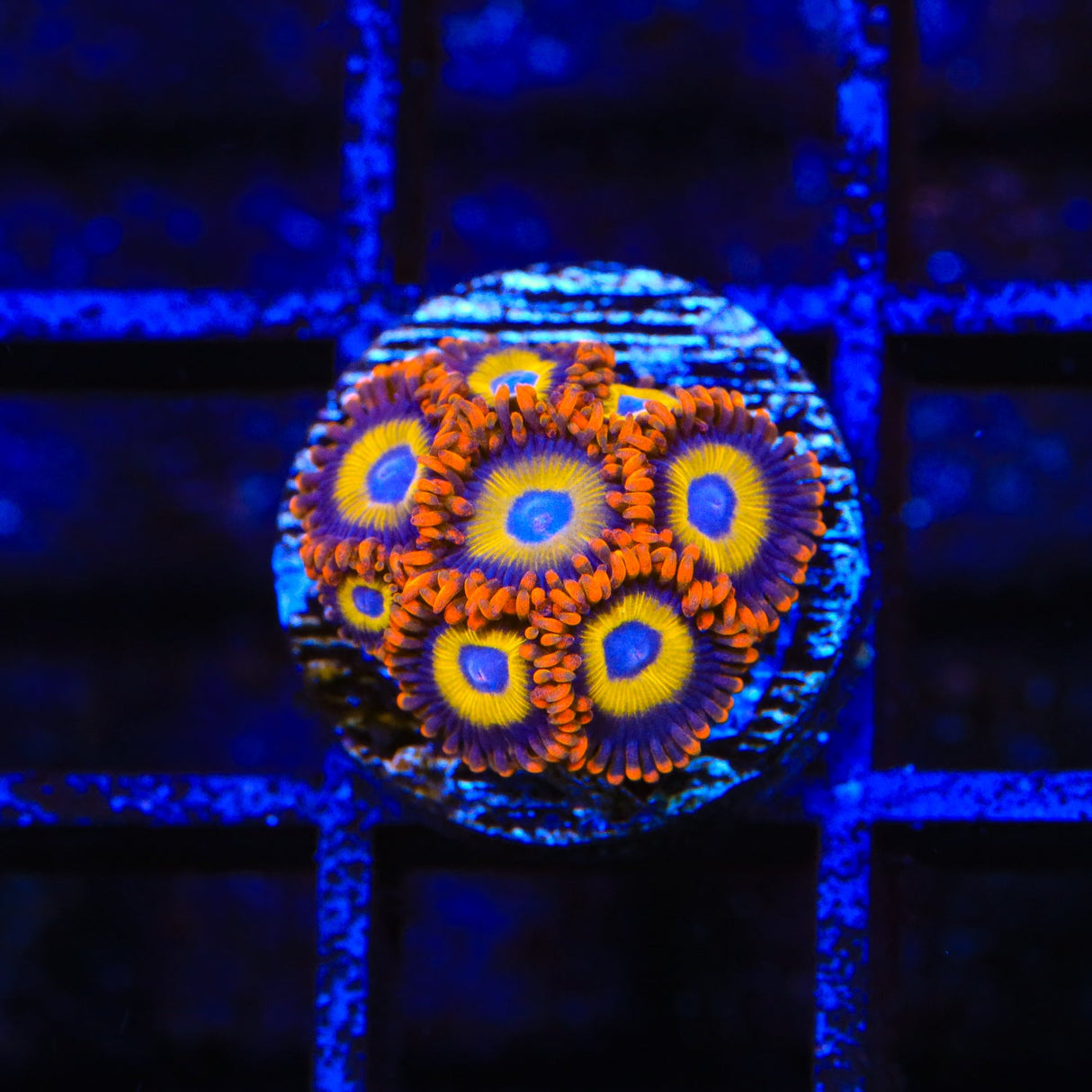 Fruit Loops Zoanthids Coral