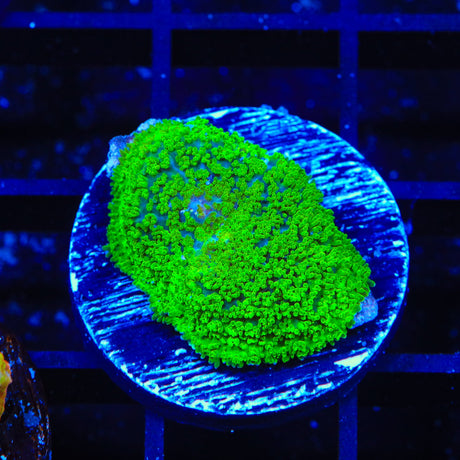 TSA Swamp Thing Mushroom Coral