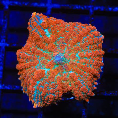 TSA Blaze Rhodactis Mushroom Coral