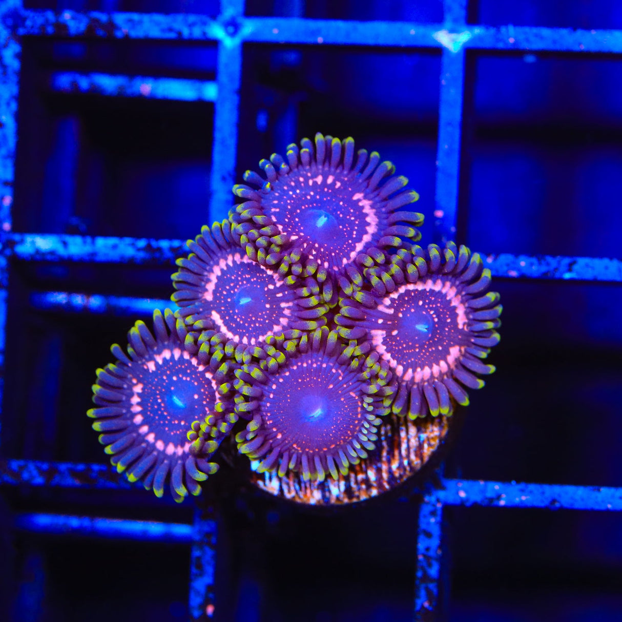 WWC Taser Zoanthids Coral