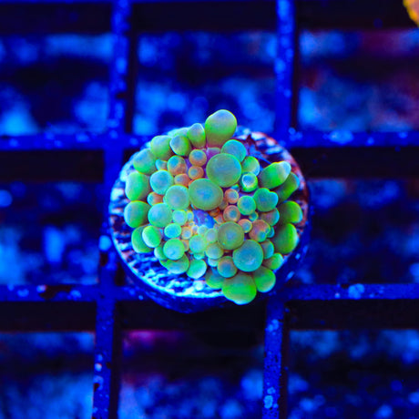 Ultra Yuma Coral