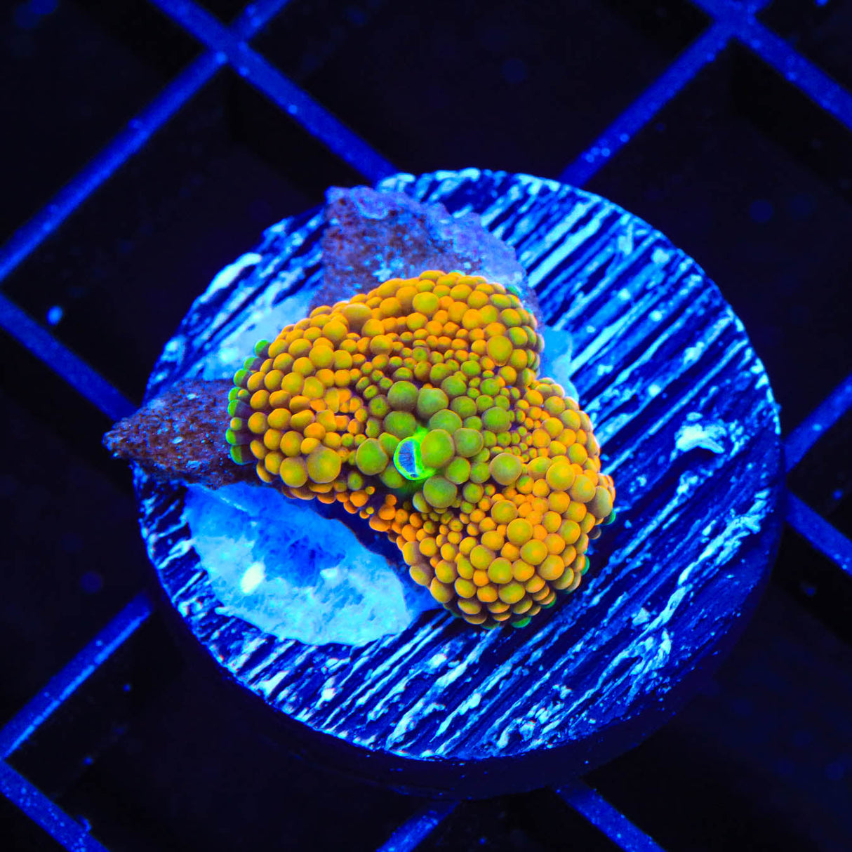 Rainbow Ricordea Coral