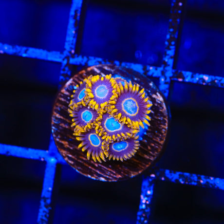 TSA Blue Eye Hornet Zoanthids Coral