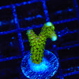 Neon Green Digitata Montipora Coral - Top Shelf Aquatics