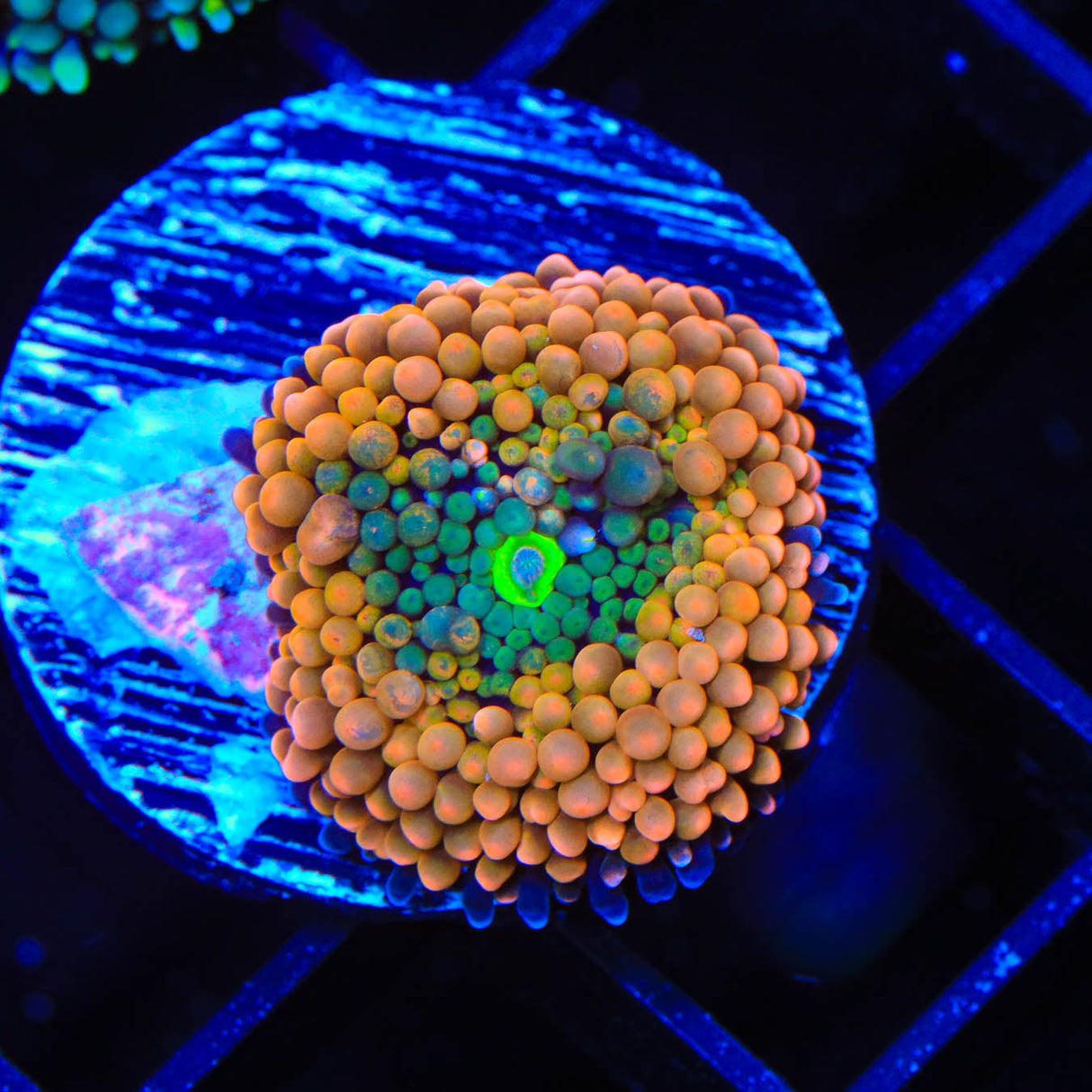 Rainbow Ricordea Coral