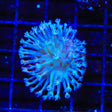 White Long Polyp Toadstool Coral