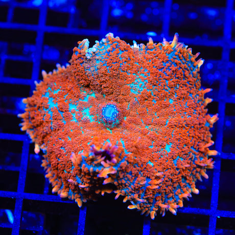 Rainbow Rhodactis Mushroom Coral