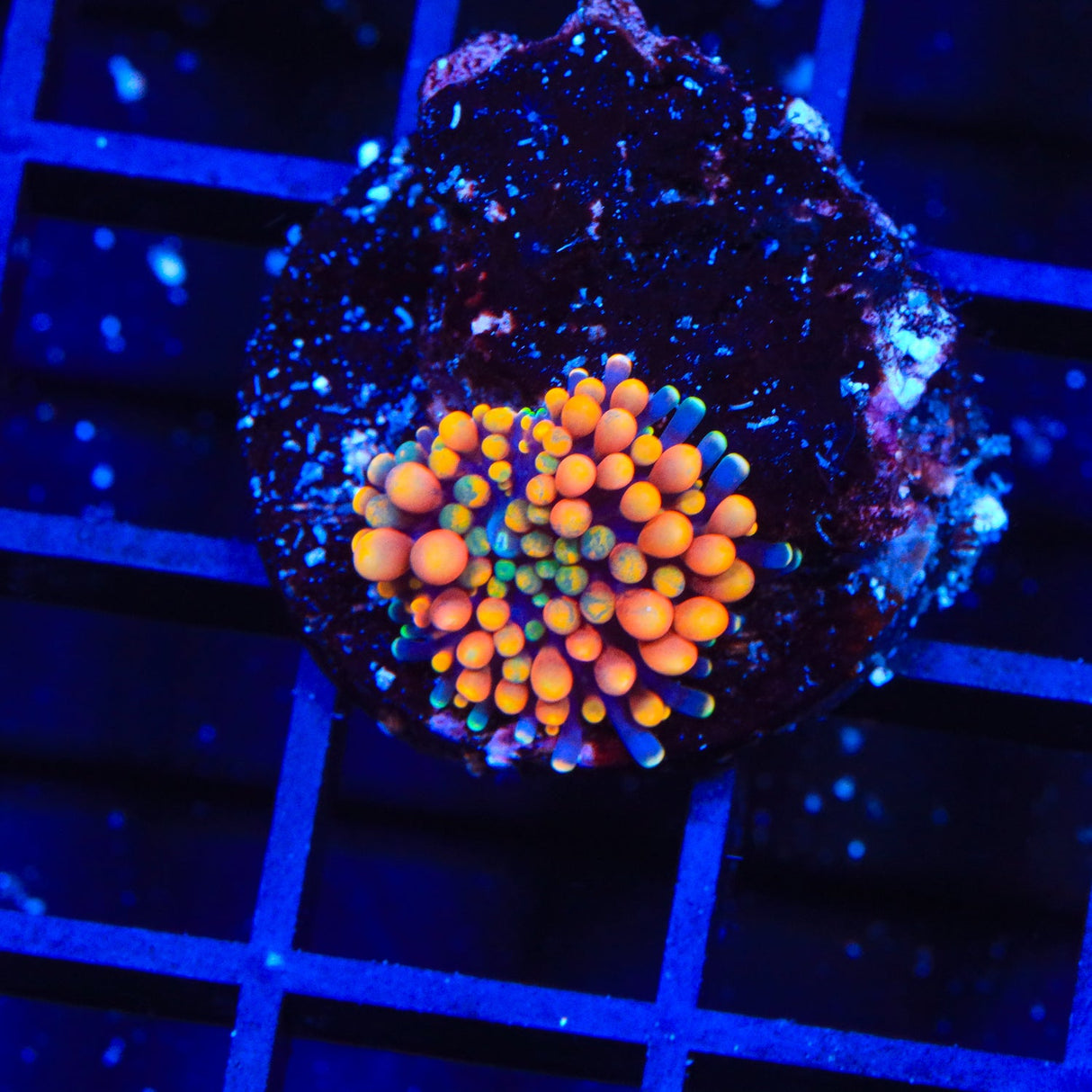 Rainbow Ricordea Coral