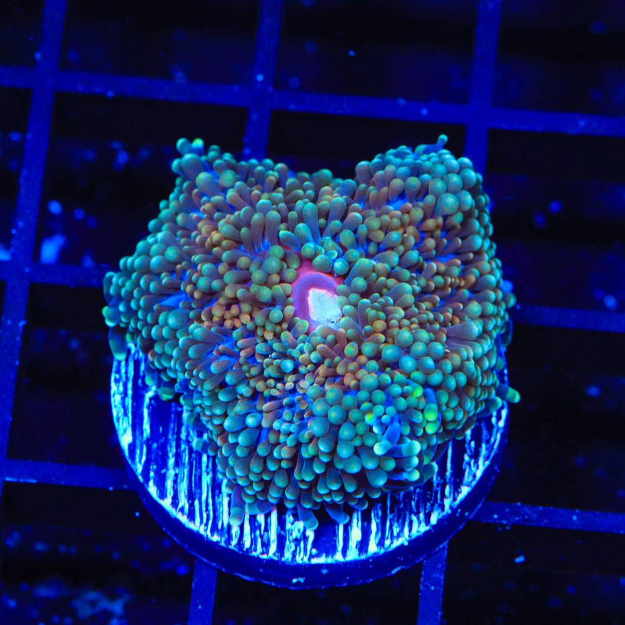 Rainbow Ricordea Coral