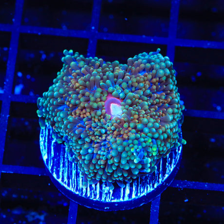 Rainbow Ricordea Coral