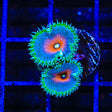 WWC Captain America Palythoa Zoanthids Coral