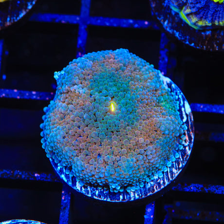 Rainbow Ricordea Coral