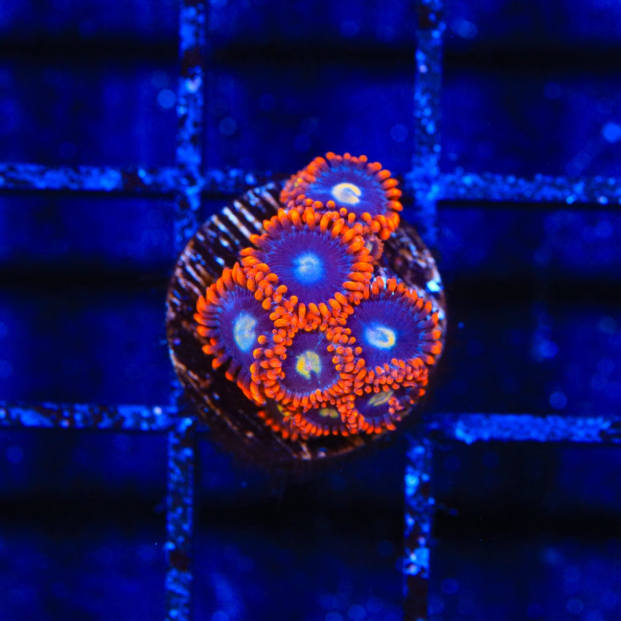 Time Warp Zoanthids Coral