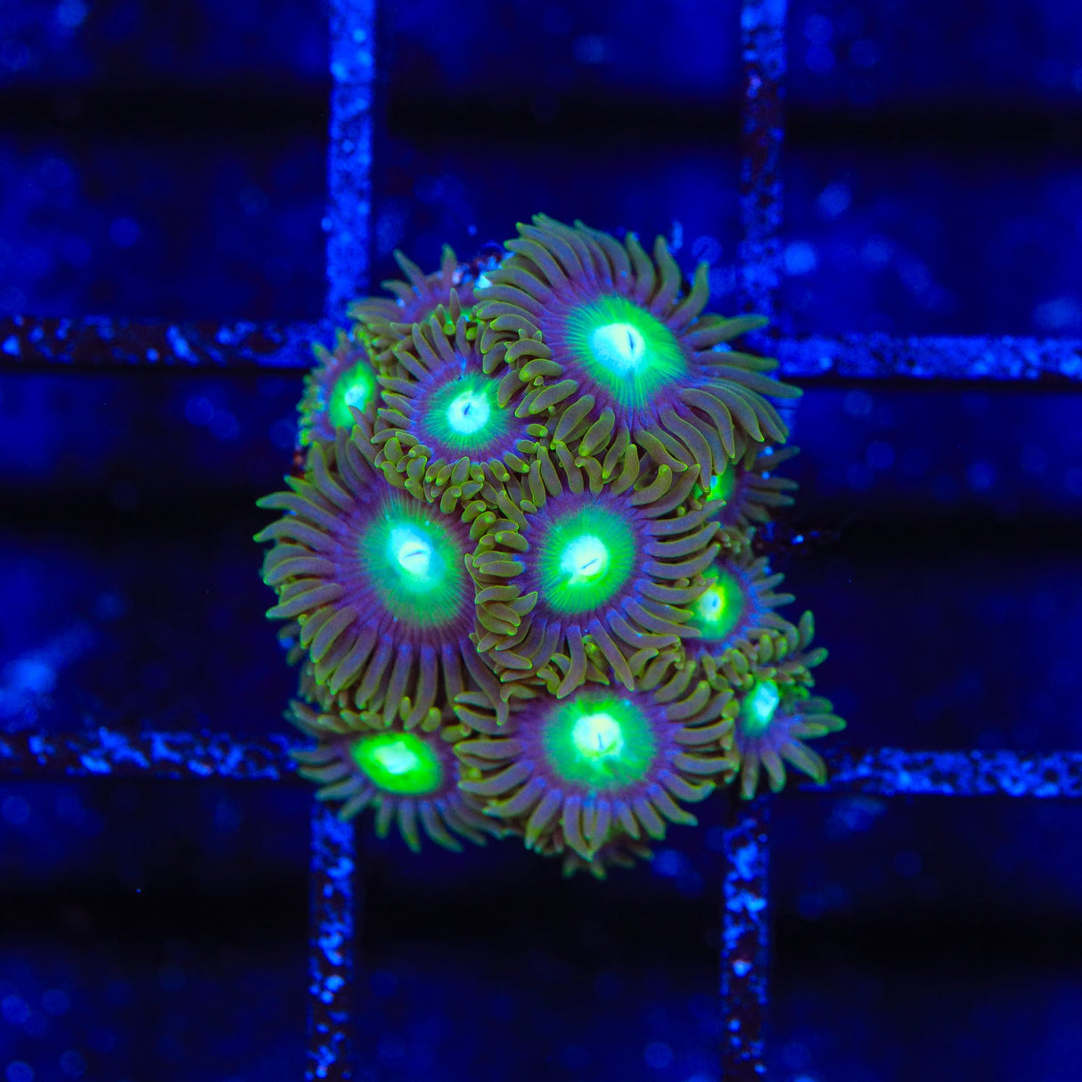 TSA Green Goblin Zoanthids Coral