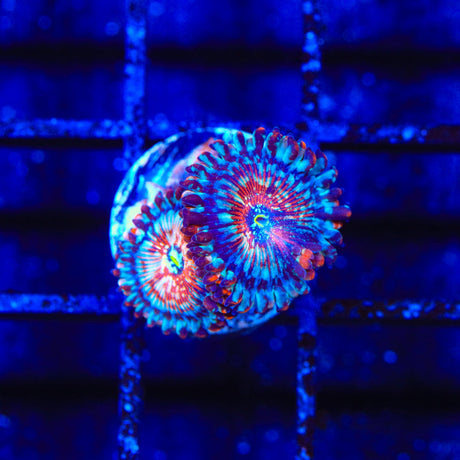 Seduction Zoanthids Coral