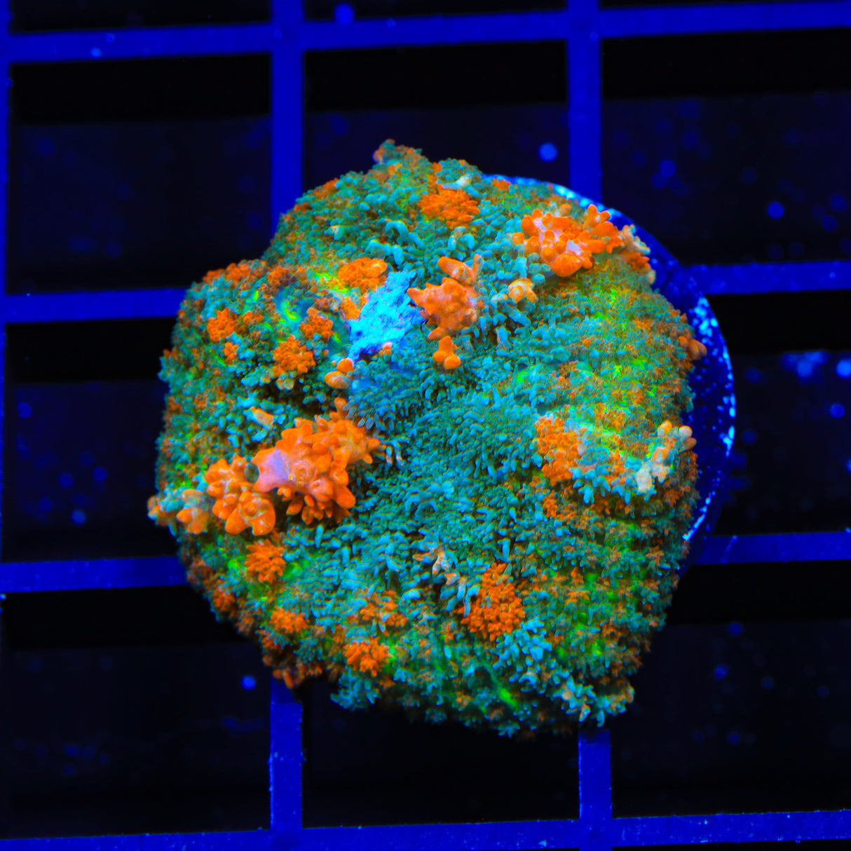 Pumpkin Patch Mushroom Coral