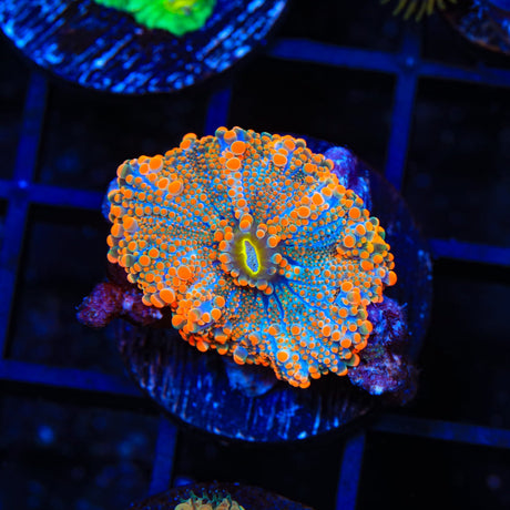 Atomic Yuma Coral