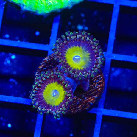 TSA Candy Apple Pink Zoanthids Coral