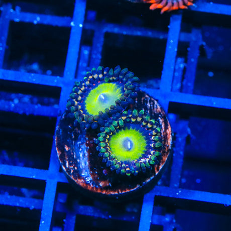 TSA Candy Apple Pink Zoanthids Coral