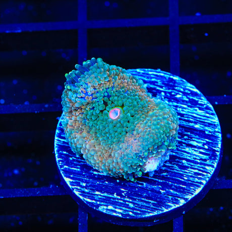 Rainbow Ricordea Coral