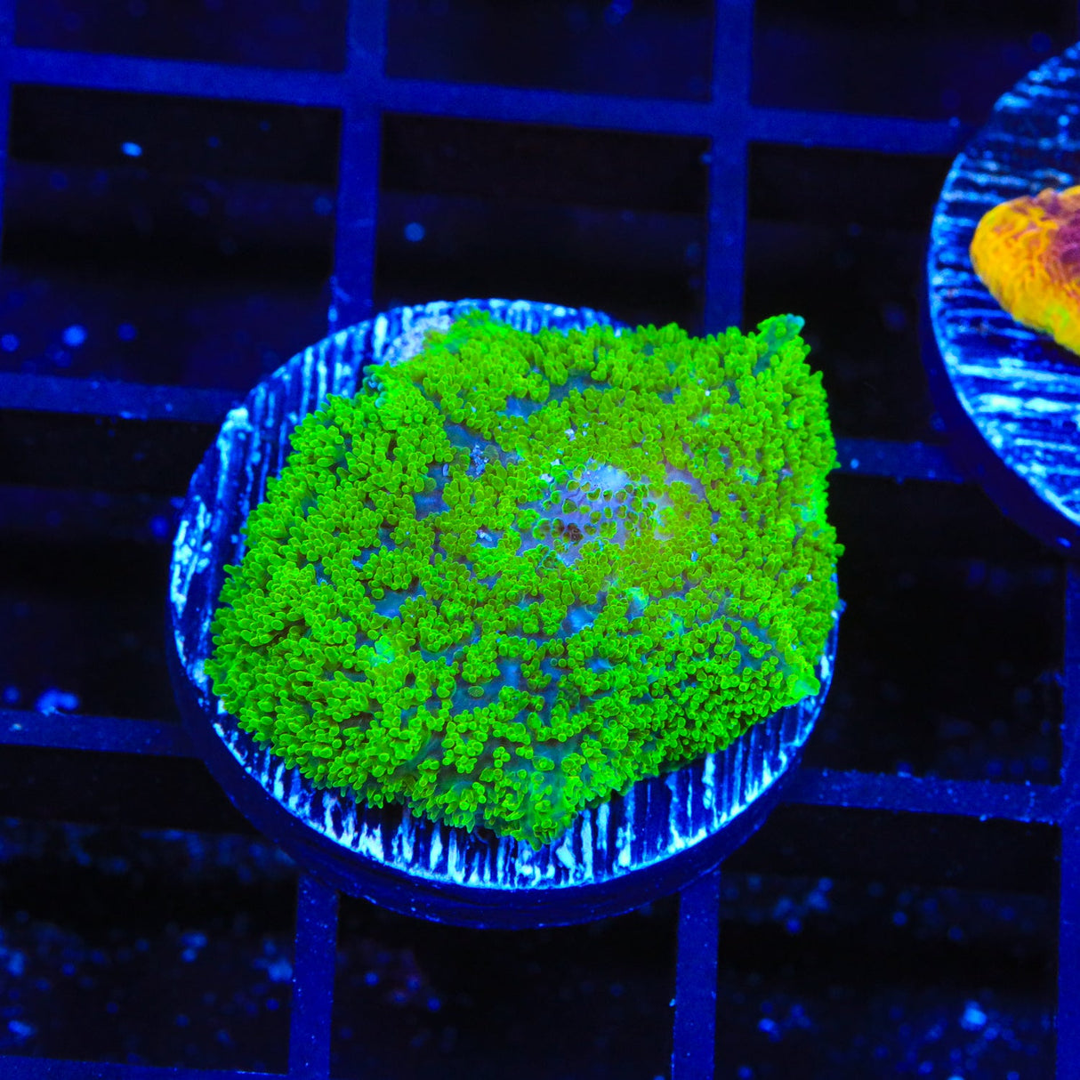 TSA Swamp Thing Mushroom Coral