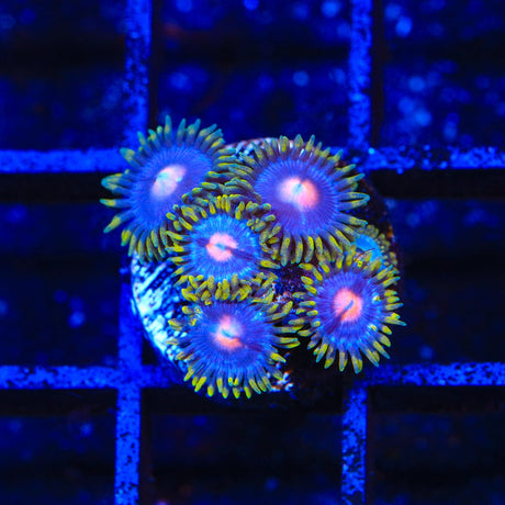 Blow Pop Zoanthids Coral