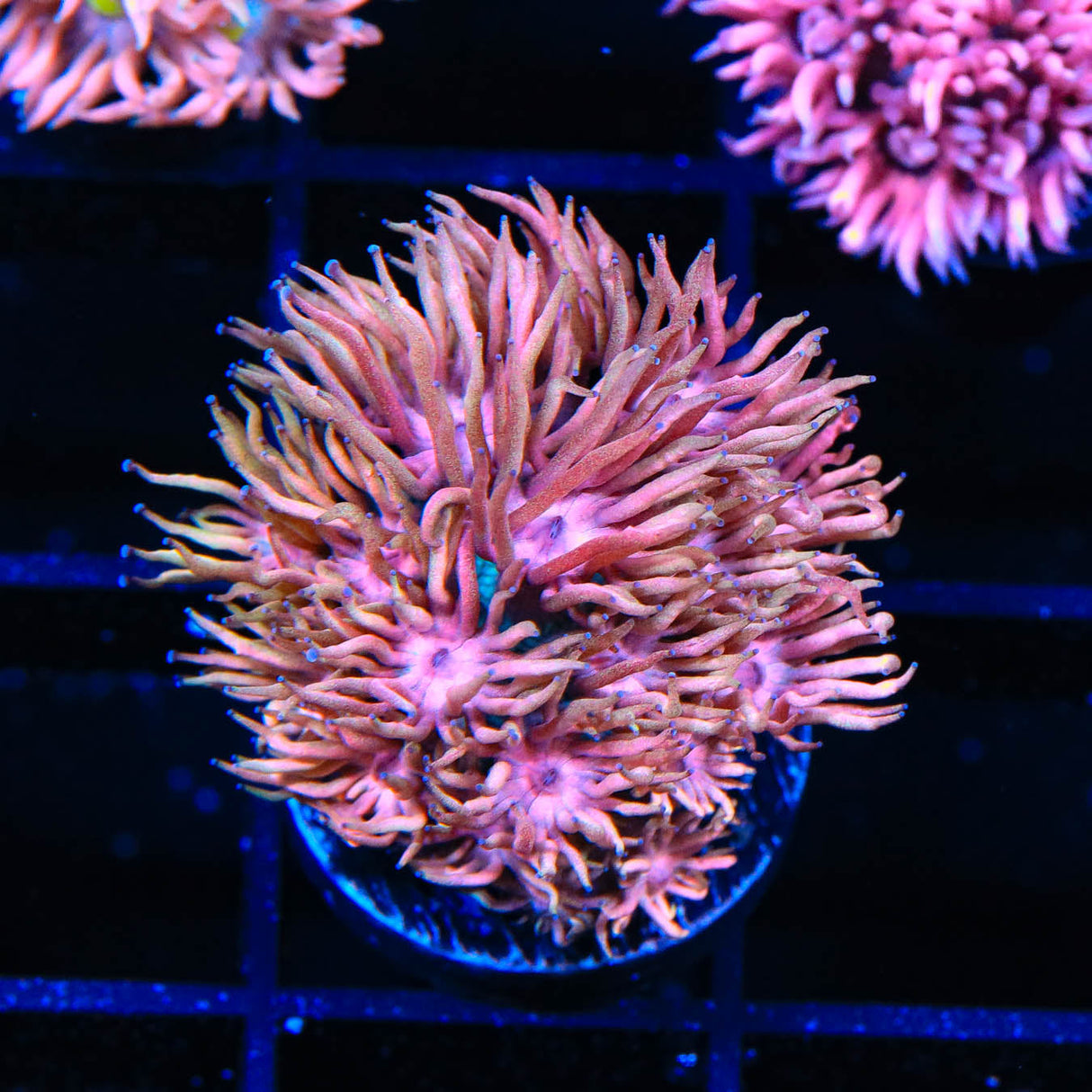 TSA Spring Fever Goniopora Coral - Top Shelf Aquatics