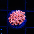 TSA Passion Fruity Goniopora Coral - Top Shelf Aquatics