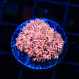 TSA Passion Fruit Goniopora Coral - Top Shelf Aquatics