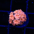 TSA Yellow Eye Goniopora Coral - Top Shelf Aquatics