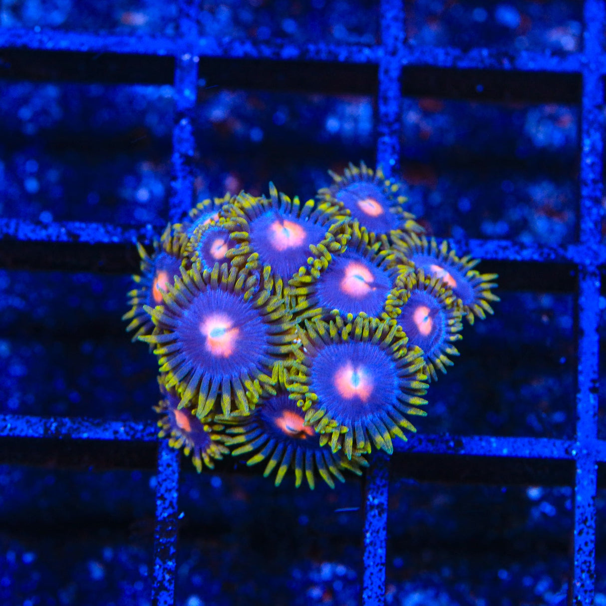 Blow Pop Zoanthids Coral