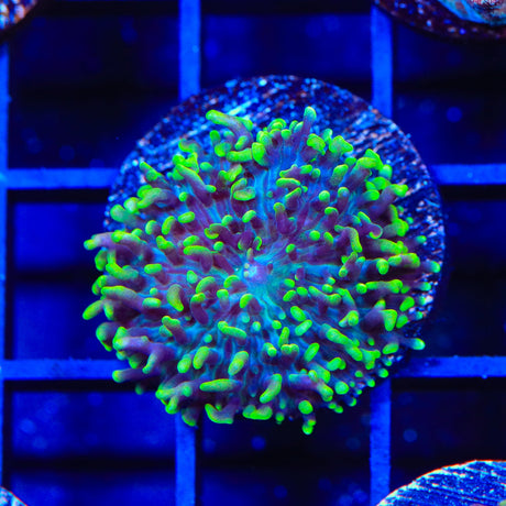 Green Fuzzy Mushroom Coral