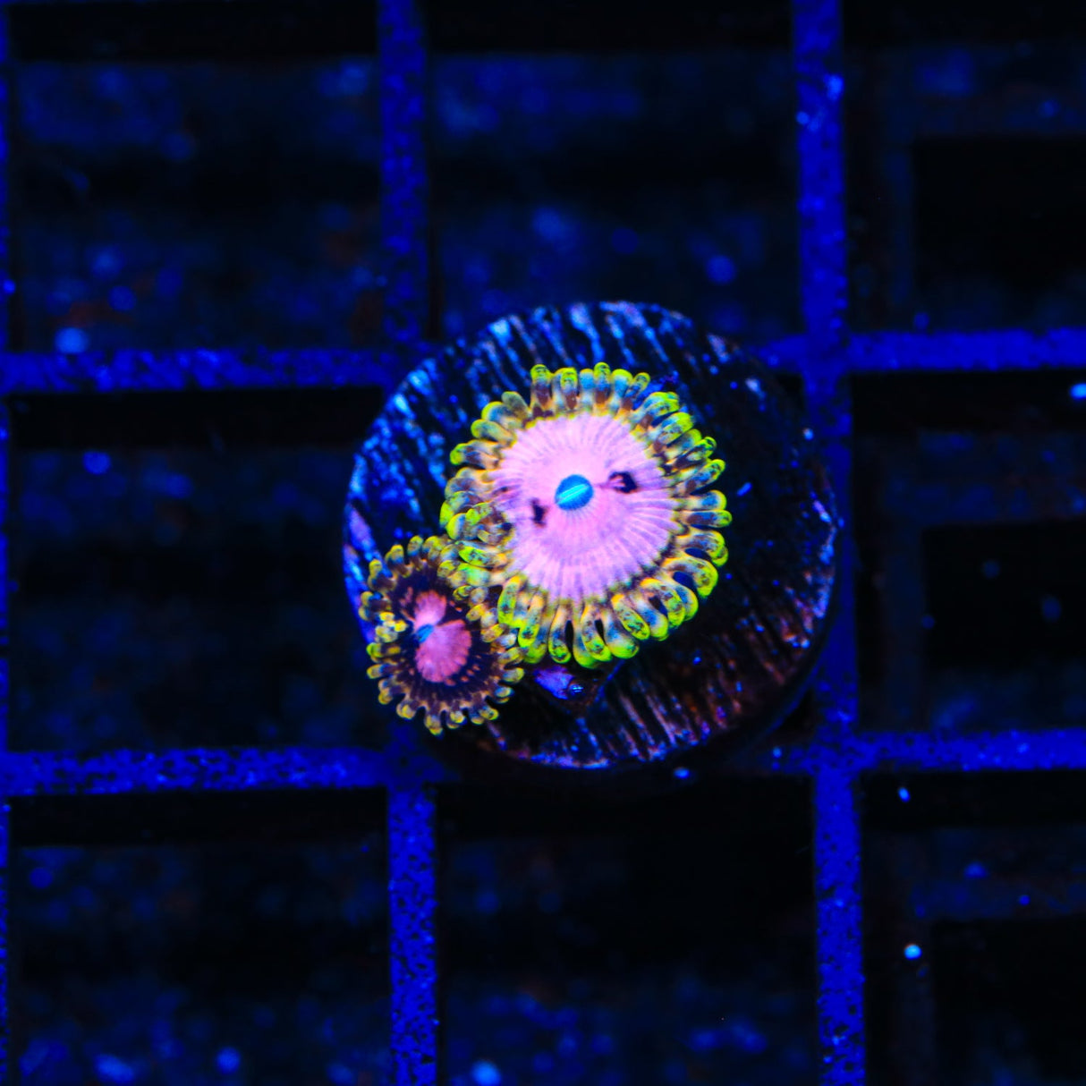 TSA Chemically Altered Zoanthids Coral