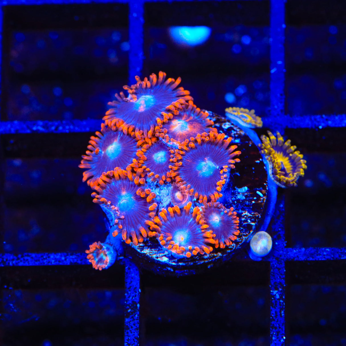 Time Warp Zoanthids Coral