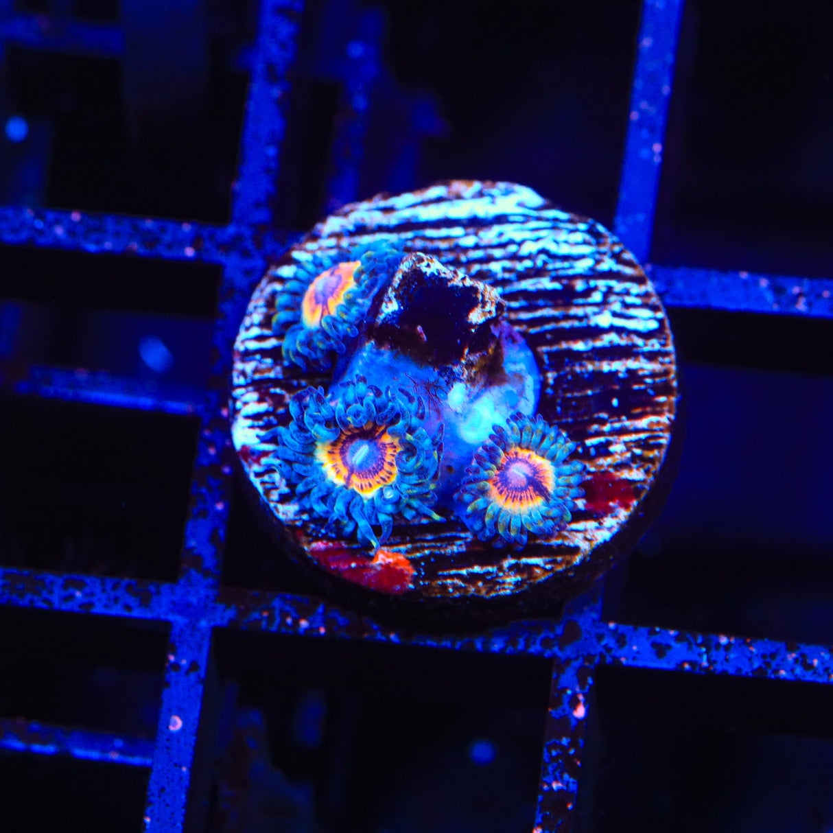 Armor of God Zoanthids Coral