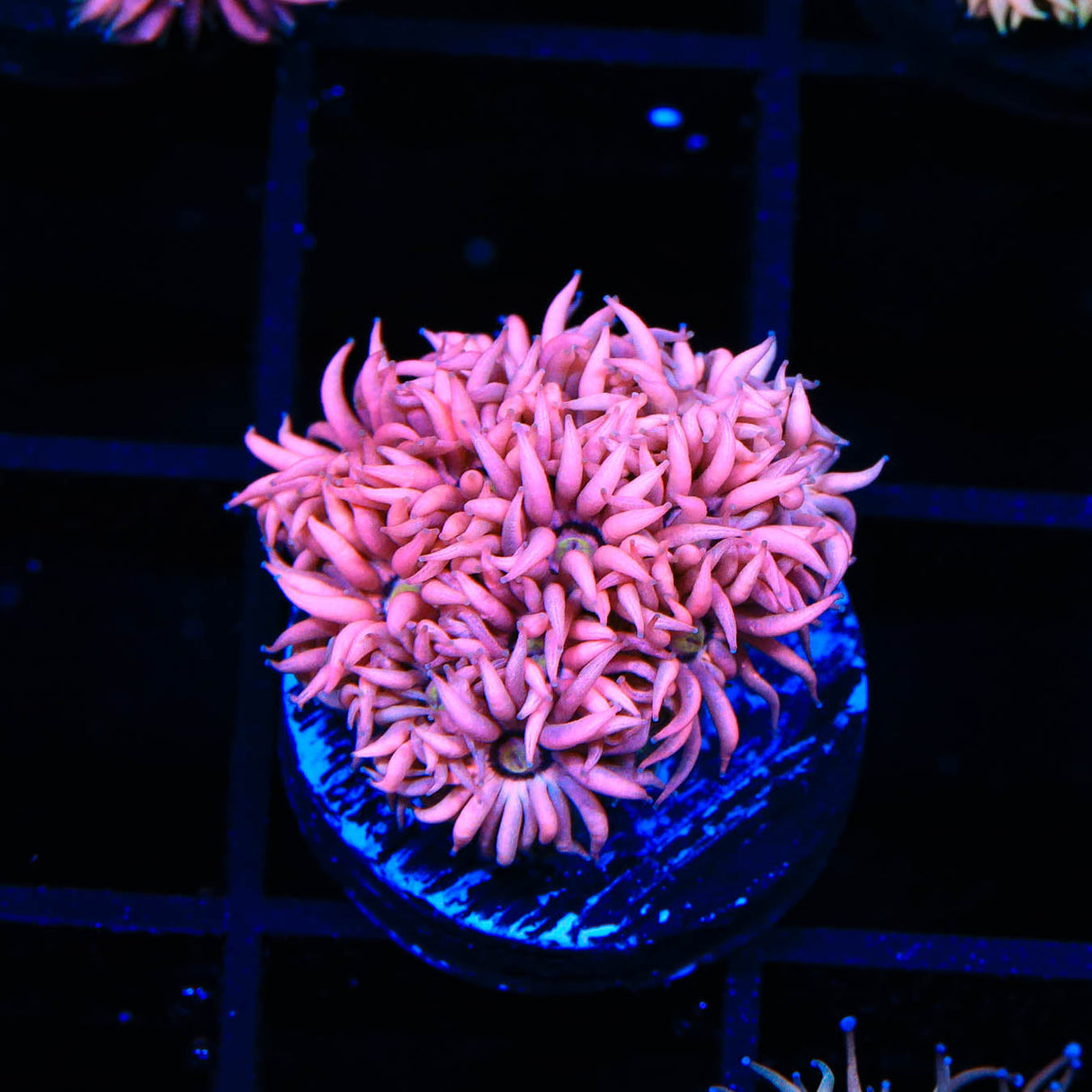 TSA Pink Passion Goniopora Coral - Top Shelf Aquatics