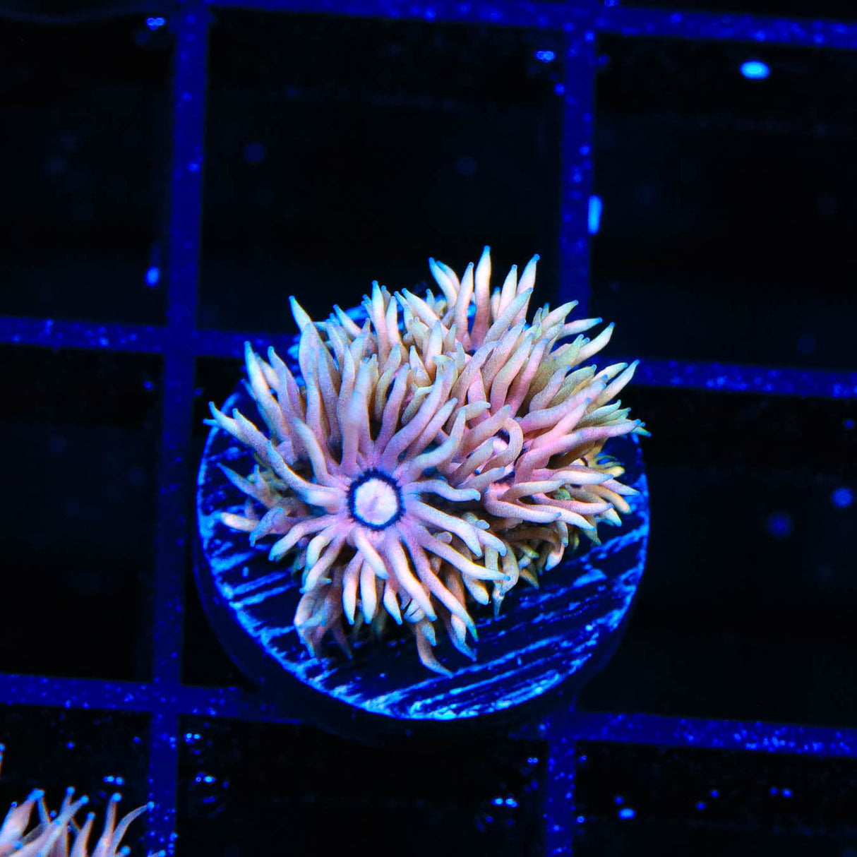 TSA Wanderer Goniopora Coral - Top Shelf Aquatics